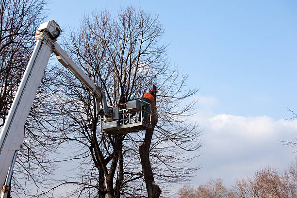 Best Stump Grinding and Removal  in West Des Moines, IA